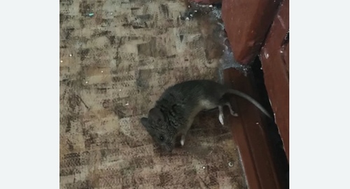 Дезинфекция от мышей в Десногорске